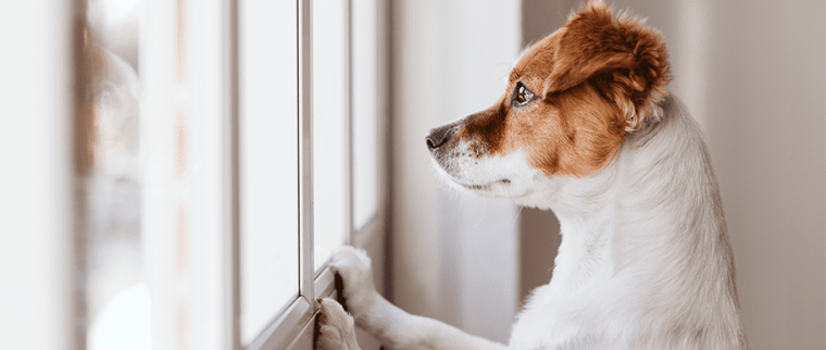 chien à la fenêtre